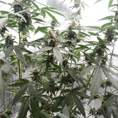 Amirani Auto - Caucasian  growlog timeline photo