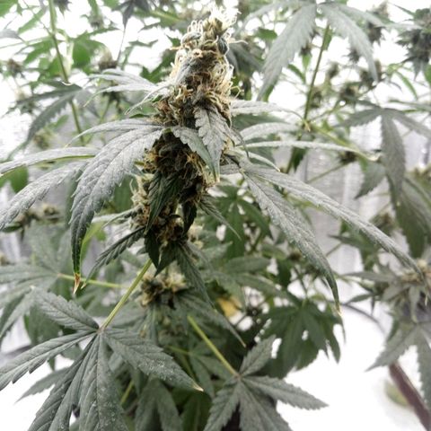 Amirani Auto - Caucasian  growlog timeline photo