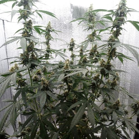Amirani Auto - Caucasian  growlog timeline photo