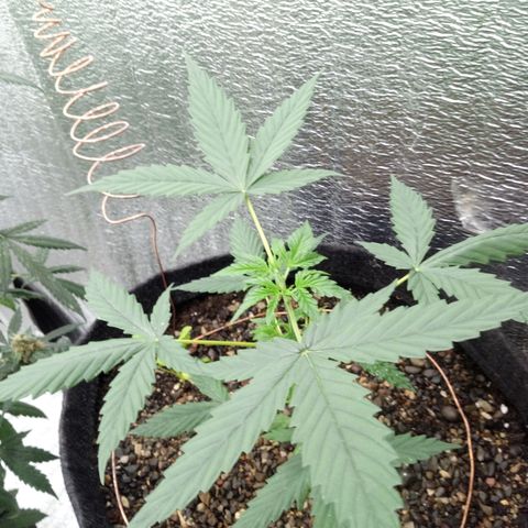Gorilla Glue Auto Barney's Farm  growlog timeline photo