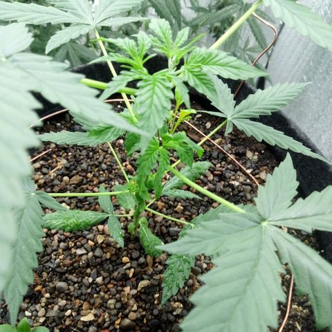 Gorilla Glue Auto Barney's Farm  growlog timeline photo