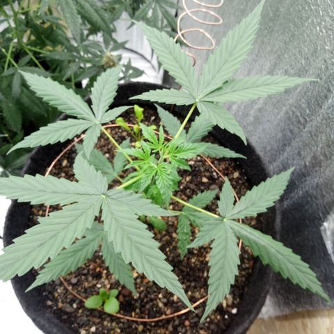 Gorilla Glue Auto Barney's Farm  growlog timeline photo