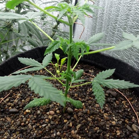 Gorilla Glue Auto Barney's Farm  growlog timeline photo