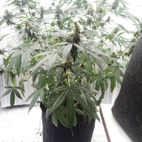 Amirani Auto - Caucasian  growlog timeline photo