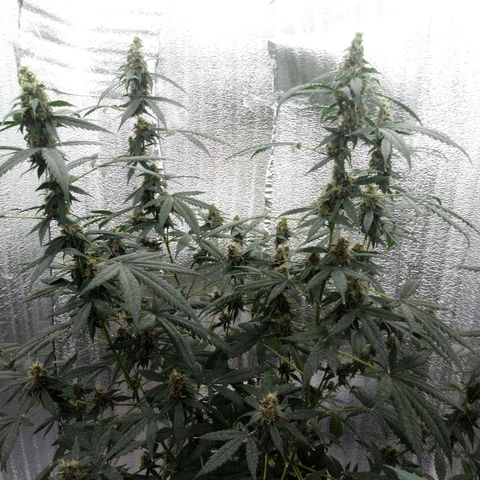 Amirani Auto - Caucasian  growlog timeline photo