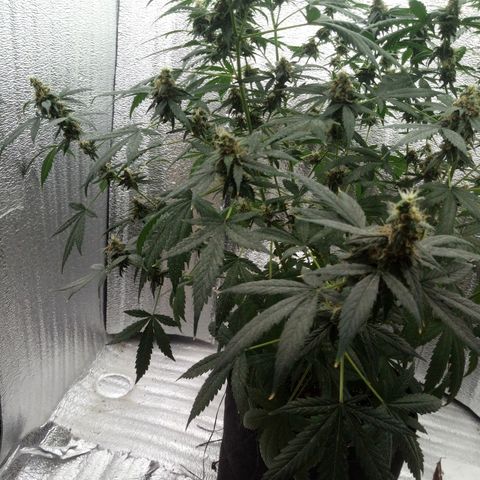 Amirani Auto - Caucasian  growlog timeline photo