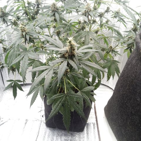 Amirani Auto - Caucasian  growlog timeline photo