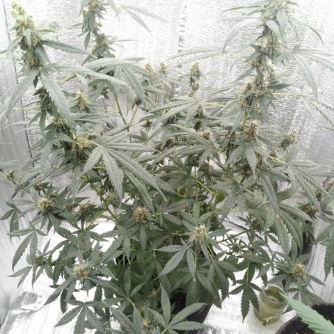 Amirani Auto - Caucasian  growlog timeline photo