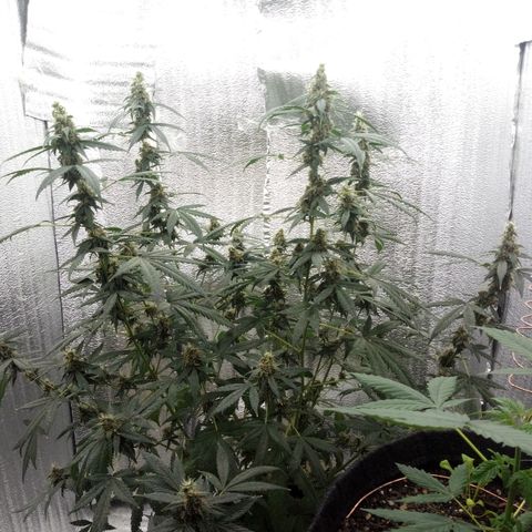 Amirani Auto - Caucasian  growlog timeline photo
