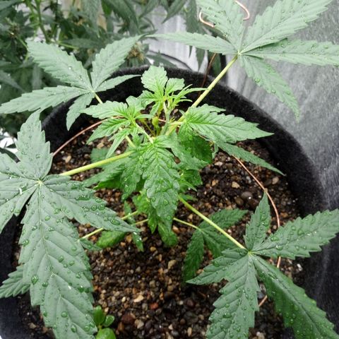 Gorilla Glue Auto Barney's Farm  growlog timeline photo