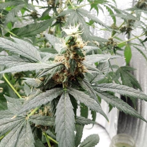 Amirani Auto - Caucasian  growlog timeline photo