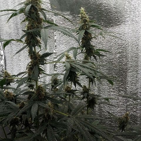 Amirani Auto - Caucasian  growlog timeline photo