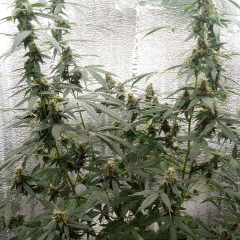 Amirani Auto - Caucasian  growlog timeline photo