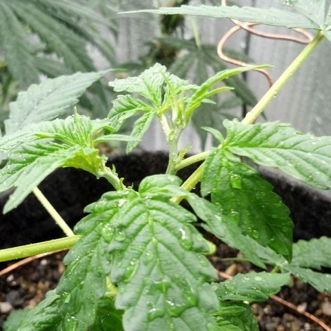 Gorilla Glue Auto Barney's Farm  growlog timeline photo