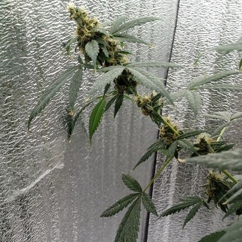 Amirani Auto - Caucasian  growlog timeline photo