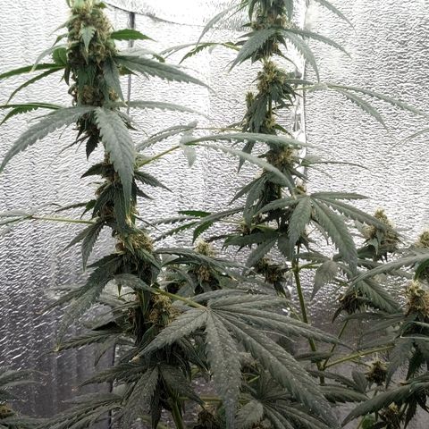 Amirani Auto - Caucasian  growlog timeline photo