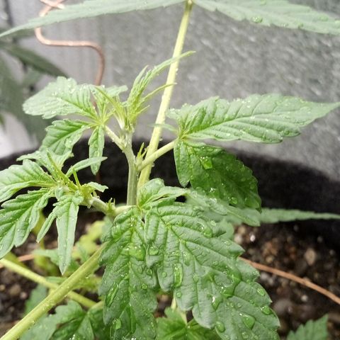 Gorilla Glue Auto Barney's Farm  growlog timeline photo