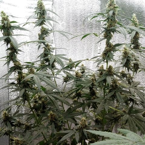 Amirani Auto - Caucasian  growlog timeline photo