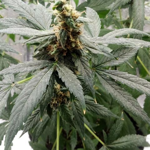 Amirani Auto - Caucasian  growlog timeline photo