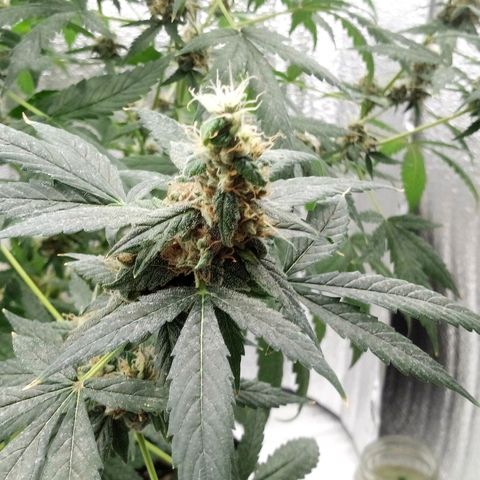 Amirani Auto - Caucasian  growlog timeline photo