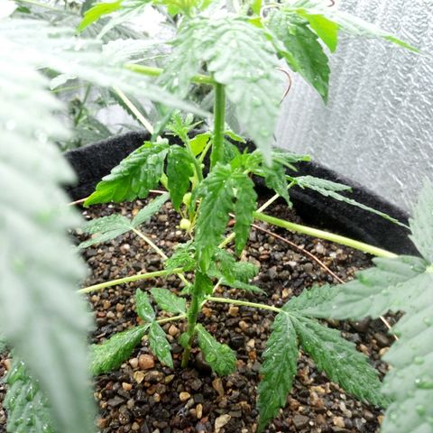 Gorilla Glue Auto Barney's Farm  growlog timeline photo