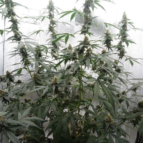 Amirani Auto - Caucasian  growlog timeline photo