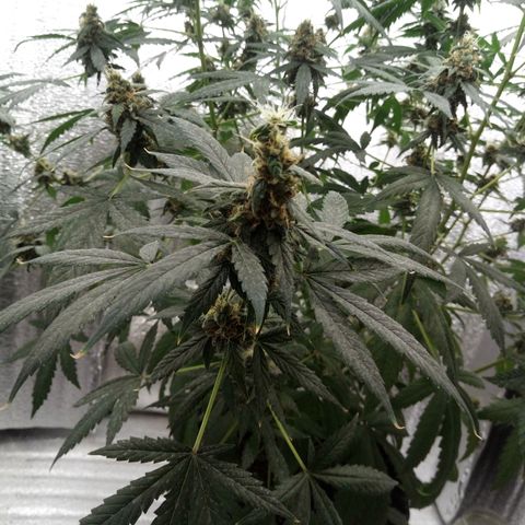 Amirani Auto - Caucasian  growlog timeline photo
