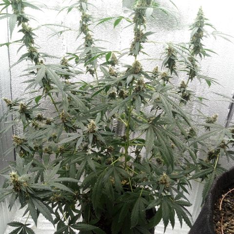 Amirani Auto - Caucasian  growlog timeline photo