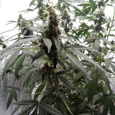 Amirani Auto - Caucasian  growlog timeline photo