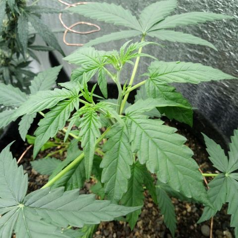 Gorilla Glue Auto Barney's Farm  growlog timeline photo