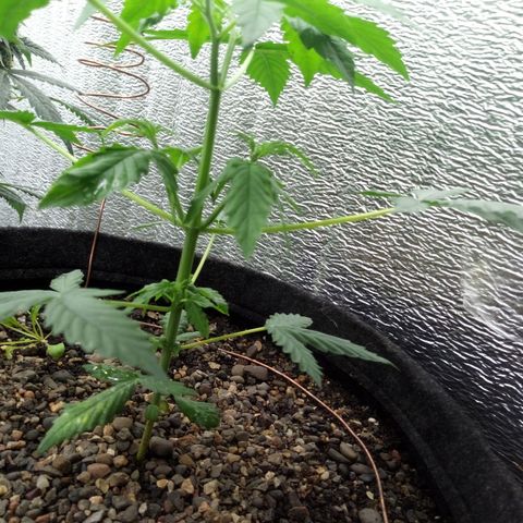 Gorilla Glue Auto Barney's Farm  growlog timeline photo
