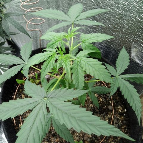 Gorilla Glue Auto Barney's Farm  growlog timeline photo
