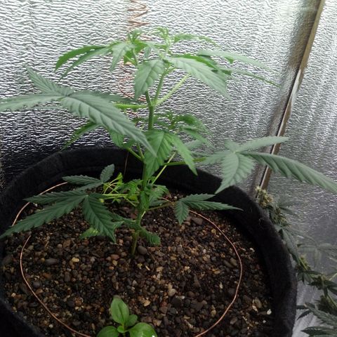 Gorilla Glue Auto Barney's Farm  growlog timeline photo