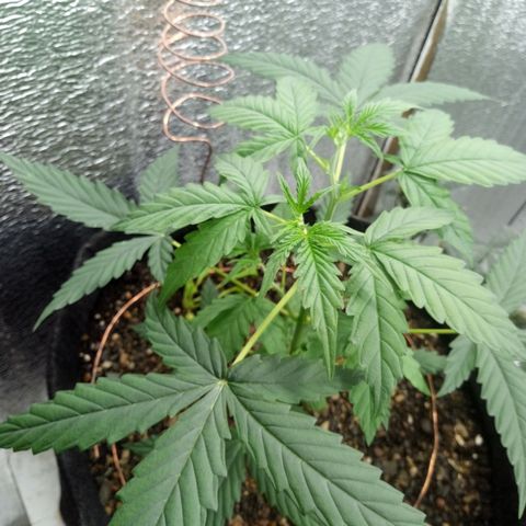 Gorilla Glue Auto Barney's Farm  growlog timeline photo