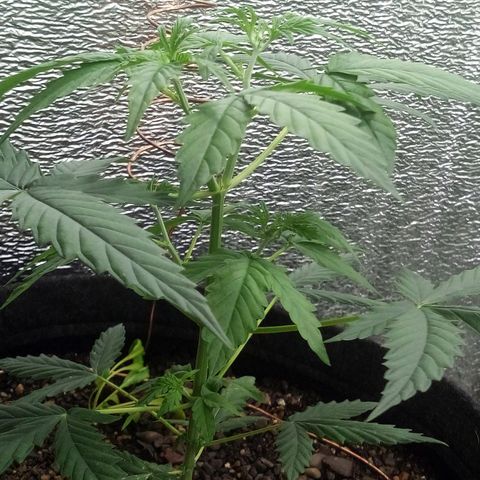 Gorilla Glue Auto Barney's Farm  growlog timeline photo