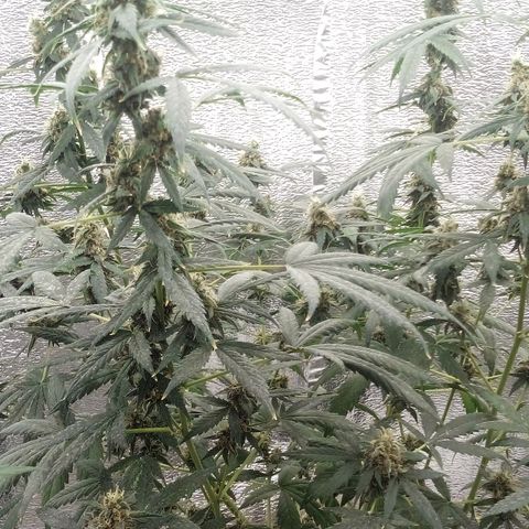 Amirani Auto - Caucasian  growlog timeline photo