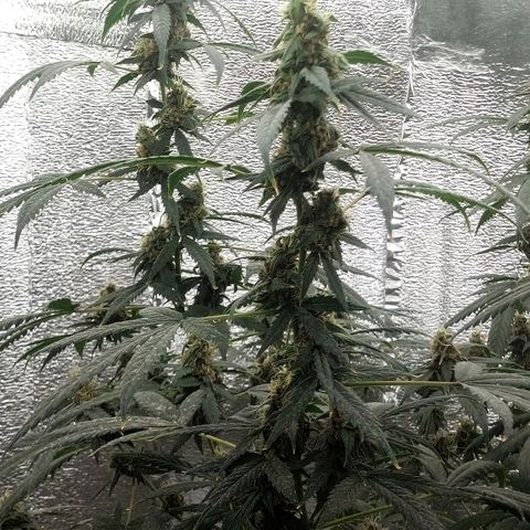 Amirani Auto - Caucasian  growlog timeline photo