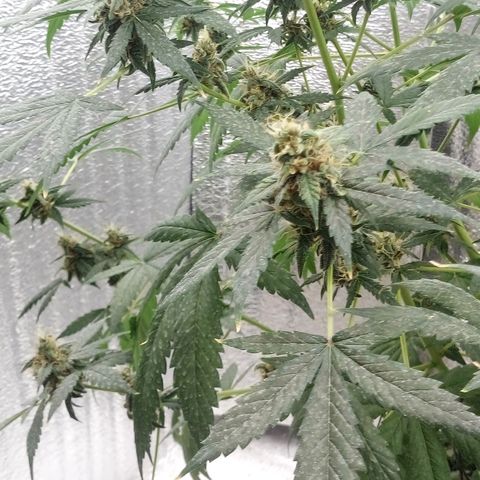 Amirani Auto - Caucasian  growlog timeline photo