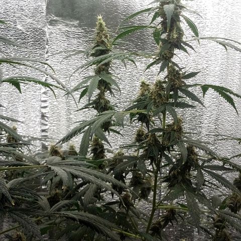Amirani Auto - Caucasian  growlog timeline photo
