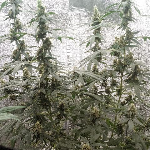 Amirani Auto - Caucasian  growlog timeline photo