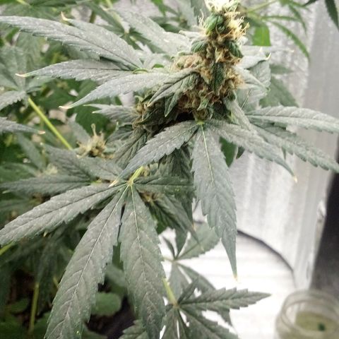 Amirani Auto - Caucasian  growlog timeline photo