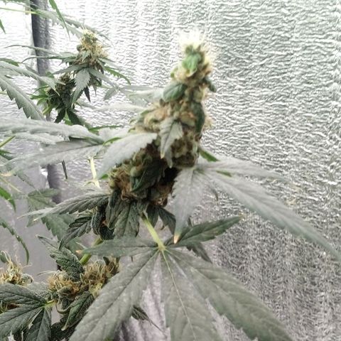 Amirani Auto - Caucasian  growlog timeline photo