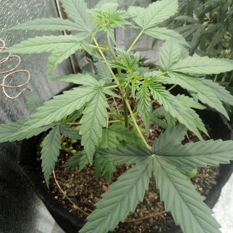 Gorilla Glue Auto Barney's Farm  growlog timeline photo