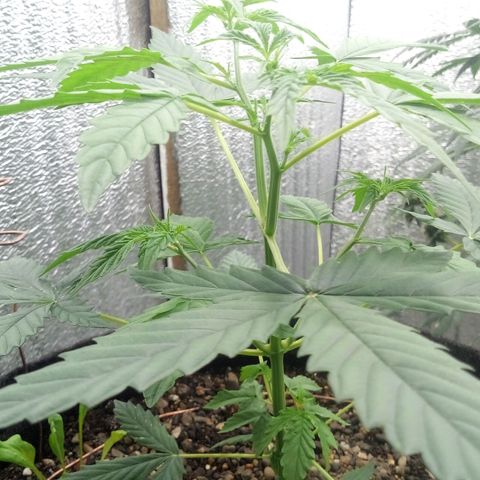 Gorilla Glue Auto Barney's Farm  growlog timeline photo