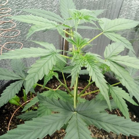 Gorilla Glue Auto Barney's Farm  growlog timeline photo