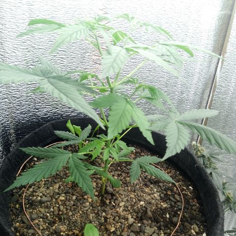 Gorilla Glue Auto Barney's Farm  growlog timeline photo