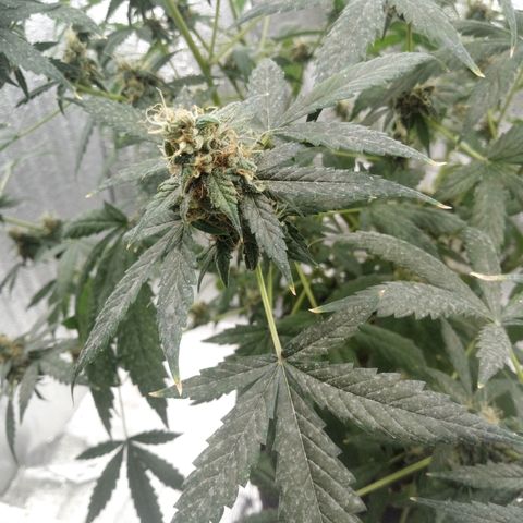 Amirani Auto - Caucasian  growlog timeline photo