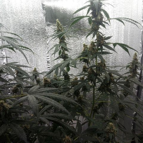 Amirani Auto - Caucasian  growlog timeline photo