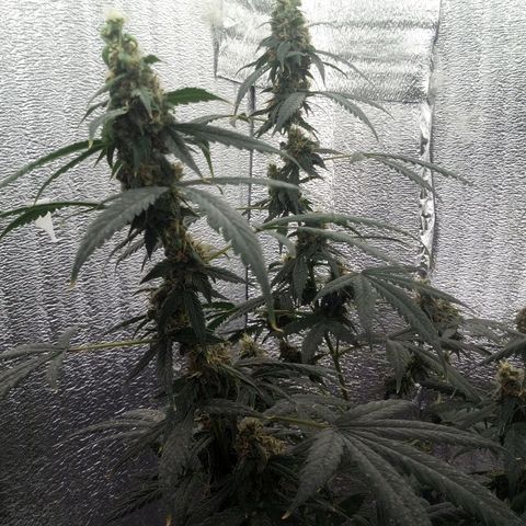 Amirani Auto - Caucasian  growlog timeline photo
