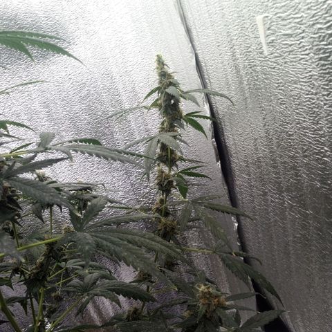 Amirani Auto - Caucasian  growlog timeline photo